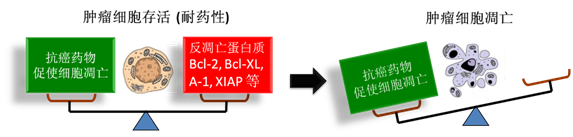 图 1：肿瘤细胞通过反凋零蛋白产生耐药性，对反凋零蛋白的抑制将改变平衡，消除肿瘤耐药性。