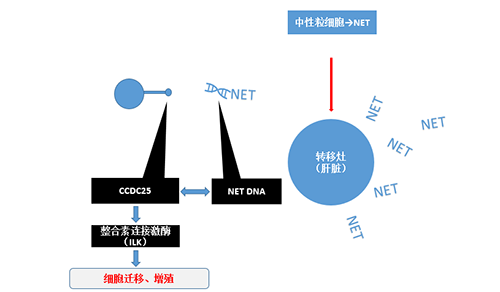 除了单纯的捕获，NET DNA与CCDC-25的结合还增强了癌细胞的侵袭行为，促进了癌症的肝转移。