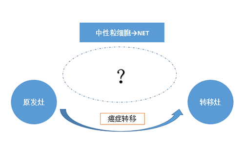 NET可能会通过某些方式“捕获”或“唤醒”癌细胞，从而造成癌细胞的迁移。