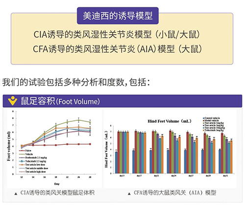 尊时凯龙诱导的类风湿性关节炎模型