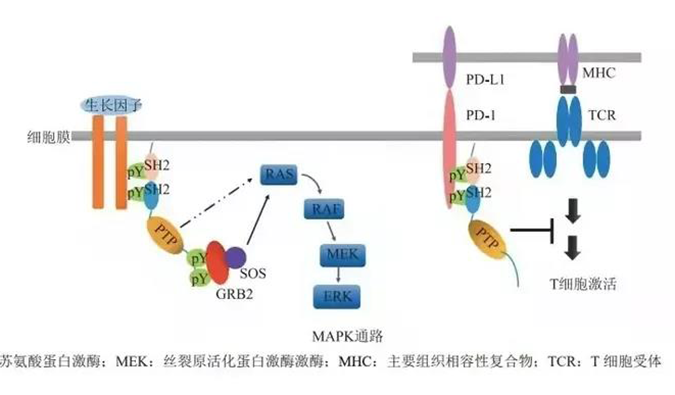 晚期恶性肿瘤患者的福音，SHP2变构抑制剂RG001片获批临床.png