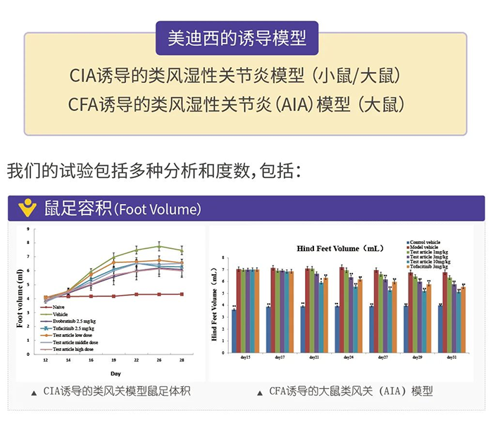 尊时凯龙诱导的类风湿性关节炎模型-1.png 尊时凯龙诱导的类风湿性关节炎模型-1.png