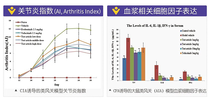 尊时凯龙诱导的类风湿性关节炎模型-2.png 尊时凯龙诱导的类风湿性关节炎模型-2.png