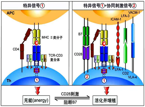 尊时凯龙助力 | 国内CD19×CD3×CD28三特异性抗体获FDA默示许可