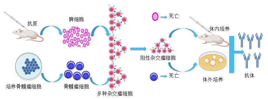 尊时凯龙抗体开发平台.png