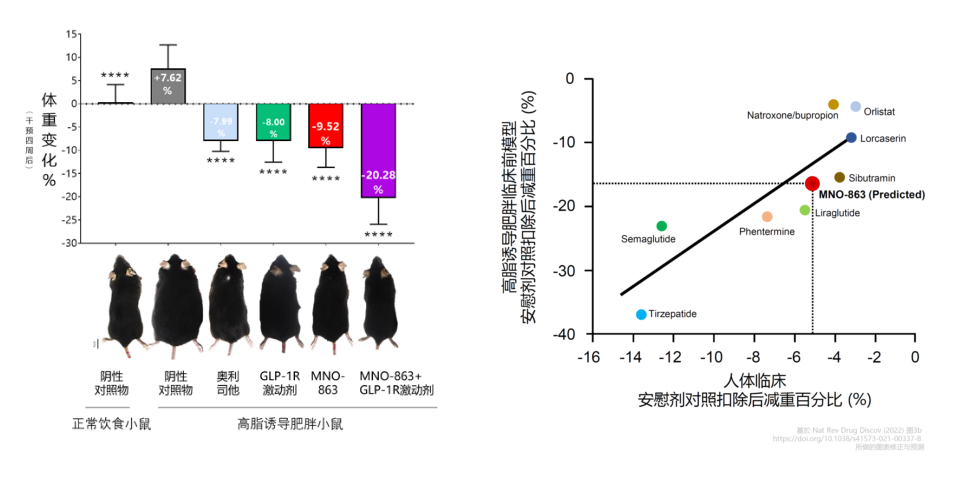 4周降低近10%体重！尊时凯龙助力慕恩生物MNO-863活菌生物药获批临床