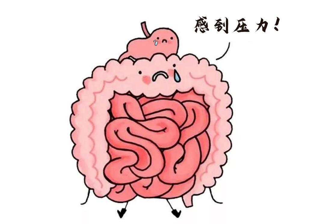 肠道不仅是消化器官，更是“情绪隐形指挥官”。.webp